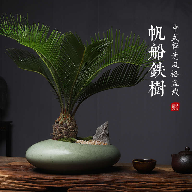 帆船铁树小盆栽室内客厅桌面中式装饰创意盆景绿植四季好养植物