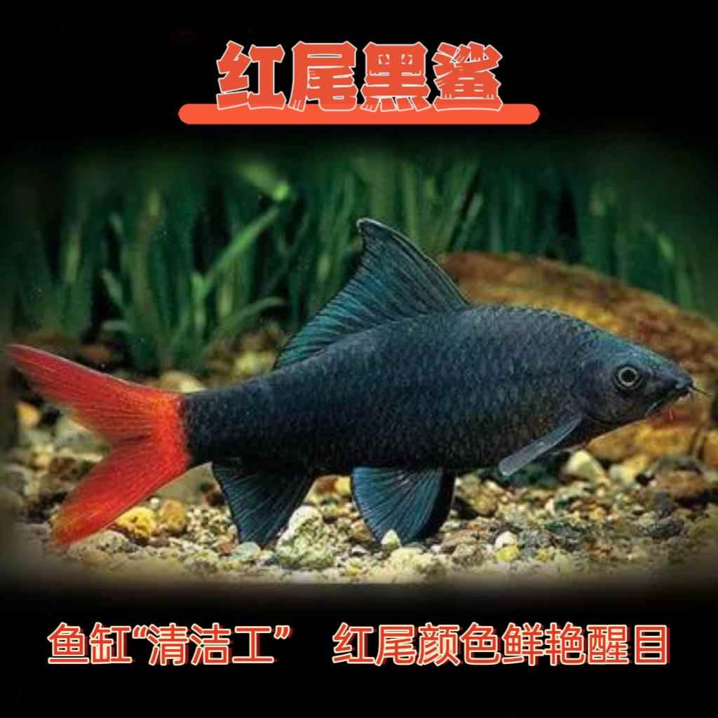 红尾黑鲨鱼淡水热带鱼除藻吃青苔强效工具清道夫彩虹沙粉红鲨活体