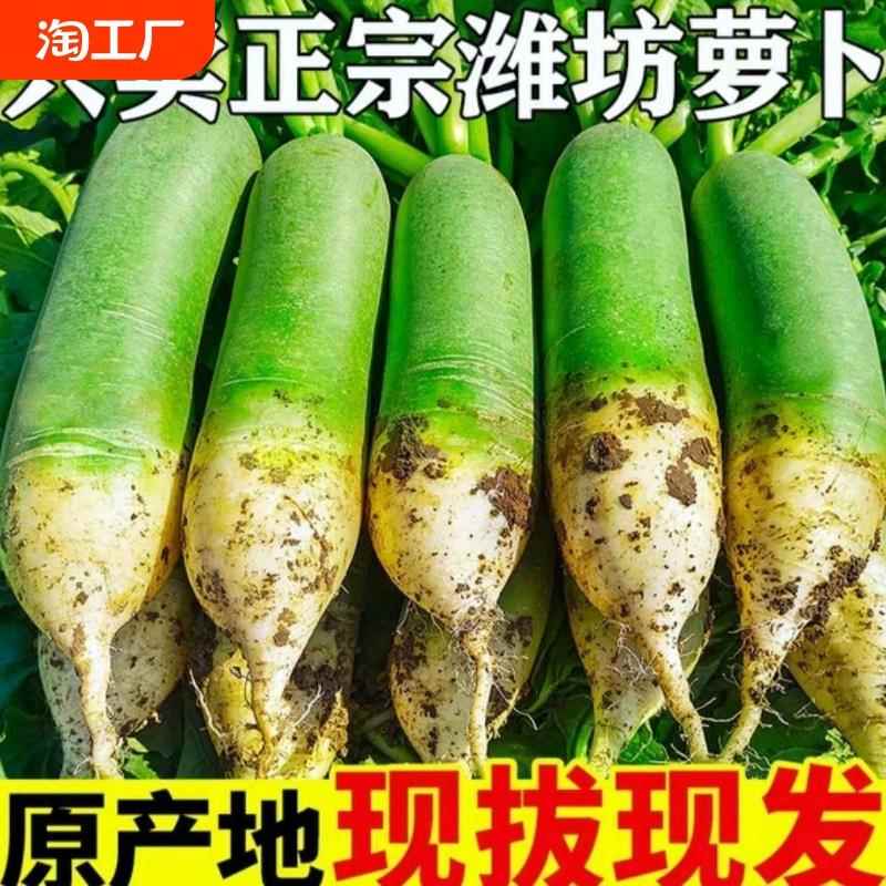 现挖山东沙窝萝卜水果萝卜甜脆水果型新鲜青萝卜生吃小带泥食用