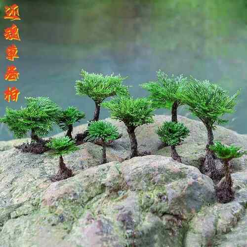 卷柏九死还魂草盆栽复艺活草植植物微型盆景创意假山绿吸水石园草