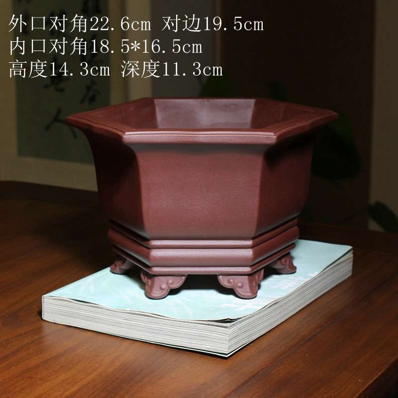 足靈君子蘭瑞盆景方形蝴蝶精品蘭花花盆盆栽萬(wàn)年青紫砂六如意