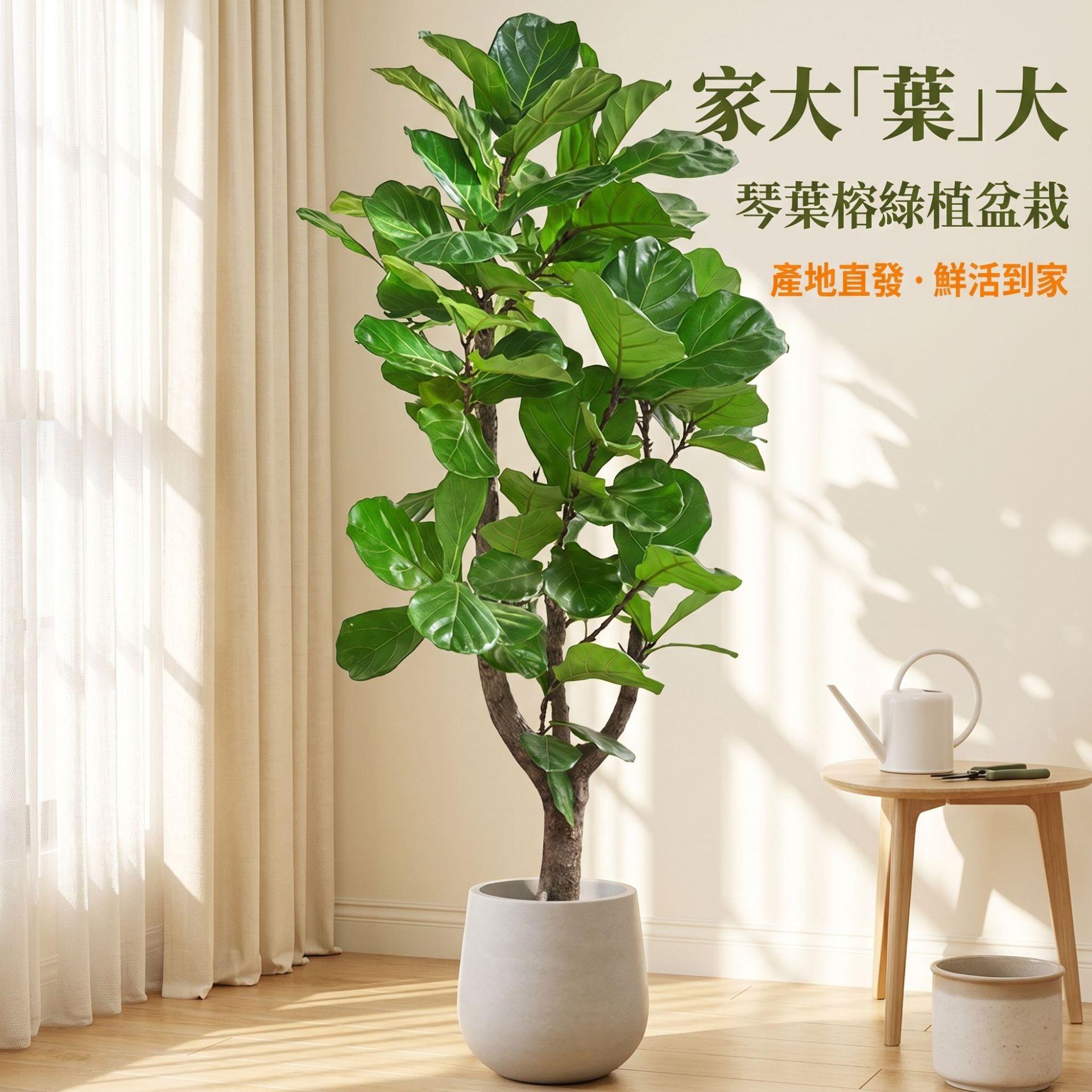 琴叶榕盆栽客厅室内大型绿色植物橡皮树大叶四季好养耐阴小棒棒糖
