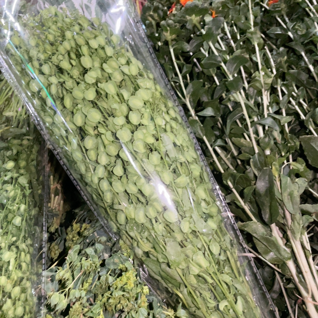 翠扇1束 三个链接包邮