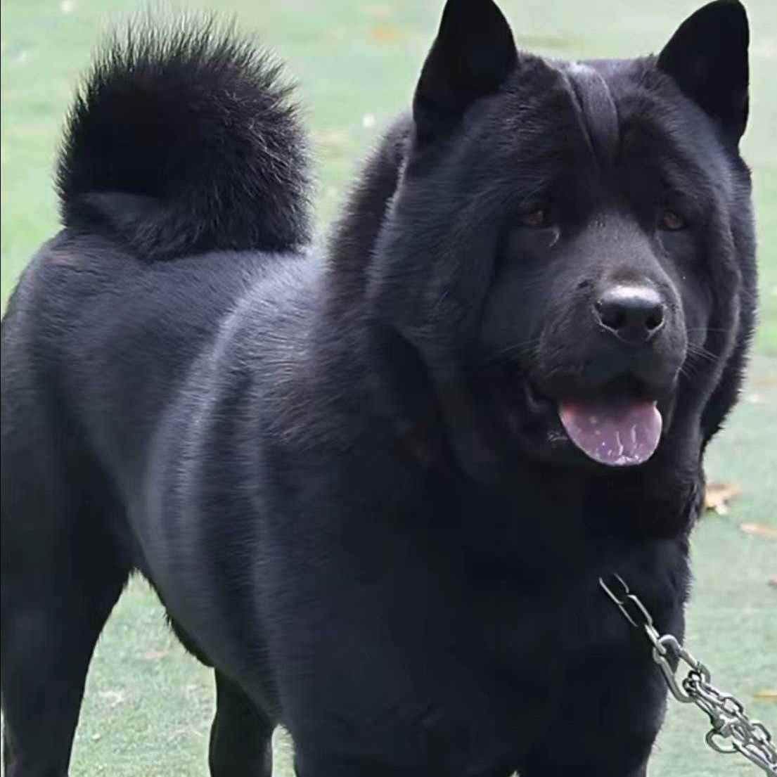 五黑犬活体广西土猎犬赶山犬五黑犬纯黑土狗活物狗黑色中华田园犬