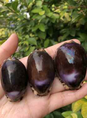 紫色宝螺天然海螺贝壳标本螺鱼缸水族造景装饰品家居工艺品摆件