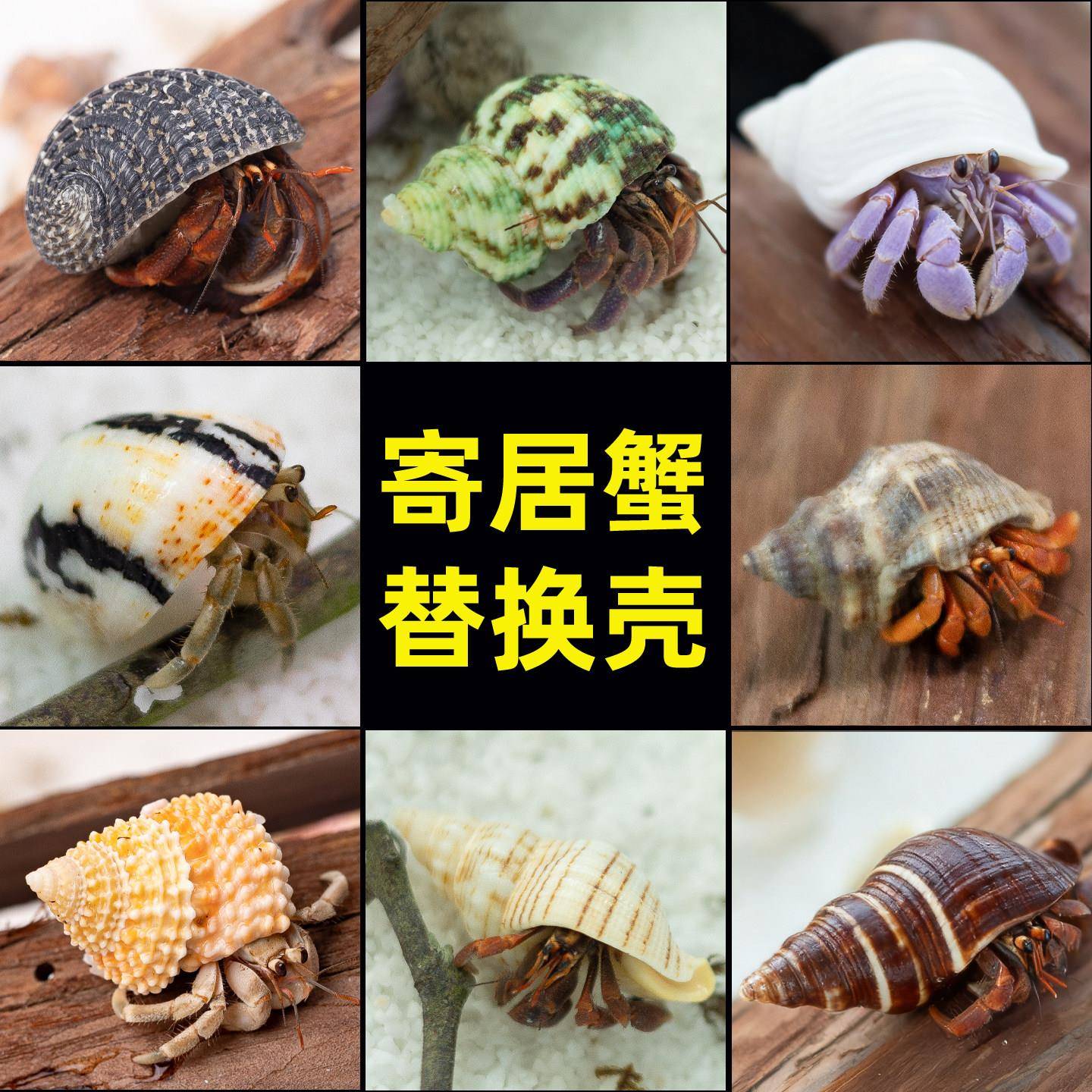 寄居蟹替换壳大号小号房子 天然海螺贝壳鱼缸造景DIY手工装饰材料