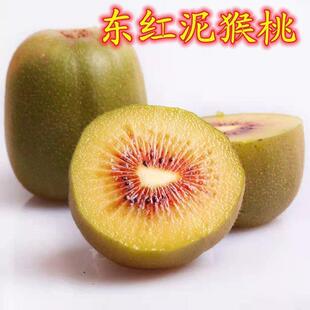 东红猕猴桃树果苗嫁接果树南北方品种植庭院地载东红猕猴桃苗