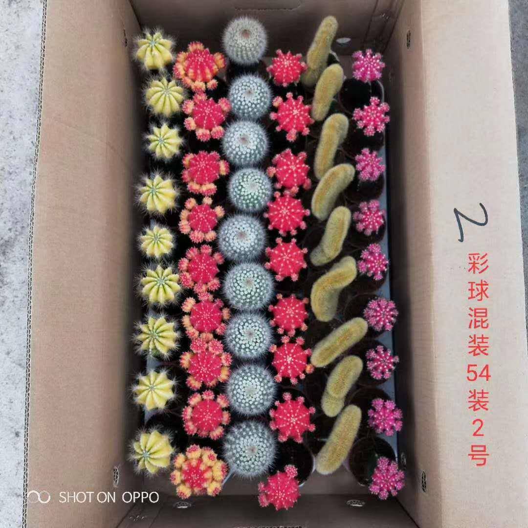 【基地供】卉家居花盆栽仙人球植物盆栽随机混色直SVF彩球
