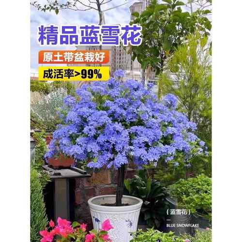 蓝雪花盆栽棒棒糖爬藤大苗带花阳台植物庭院种植多年生好养花卉
