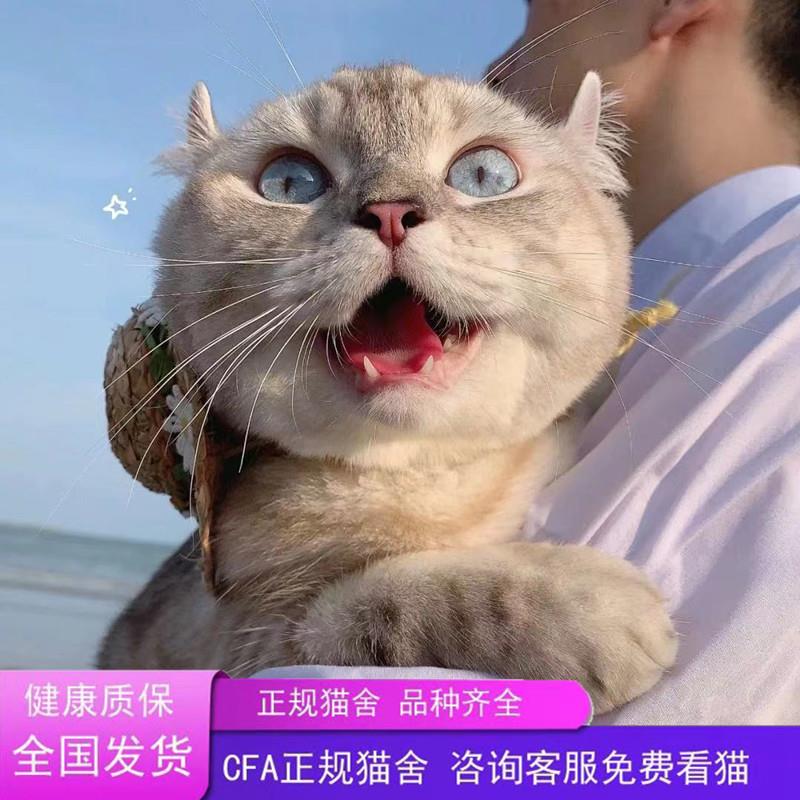 纯种美国卷耳猫幼猫起司加白蓝白橘白纯白虎斑短毛猫英短反耳活体