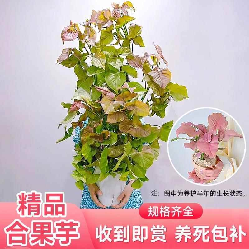 合果芋盆栽白锦彩叶芋室内桌面盆景绿植吸甲醛好养活四季芋类植物