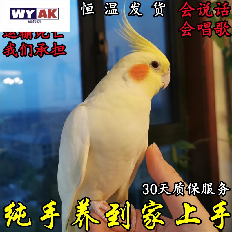 鹦鹉活鸟一公一母玄凤中小型纯手养会说话黄化原始宠物一对繁殖不