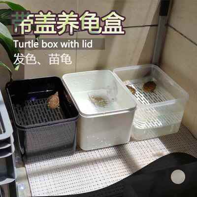 黑色剃刀巨头虎纹放射纹蛋龟塑料盒白色红面白唇黄缘钻纹发色龟箱
