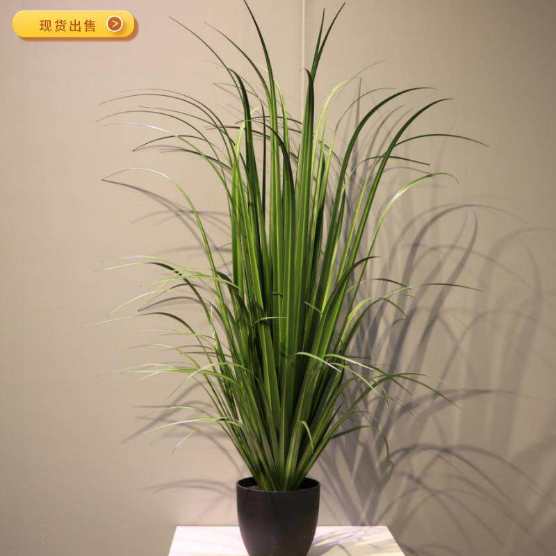 仿真千古木大叶子草简洁大方易打理室内装饰美化盆栽现货出售