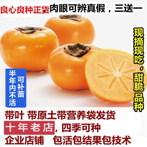 柿子木树苗价格 柿子木树苗图片 星期三