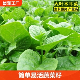 木耳菜种籽蔬菜种子秋冬春季秋季木耳菜圆叶子种植阳台高产春天