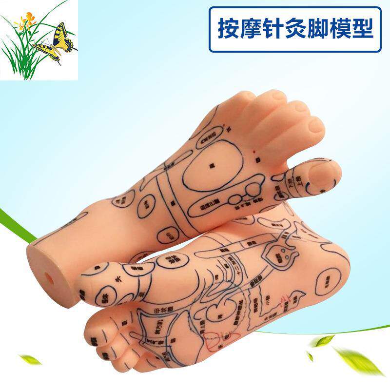 19CM按摩针灸脚部穴位 超清晰足模脚模型 经络 足部反射区模型