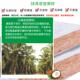 折叠沙发床垫硬垫天然椰棕十大名牌可折儿童家用棕榈床垫海马浩博