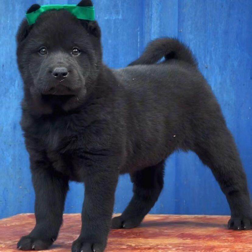 五黑犬幼犬黑狗虎头田园犬中华正宗广西土猎犬狗长毛短毛纯黑狗狗