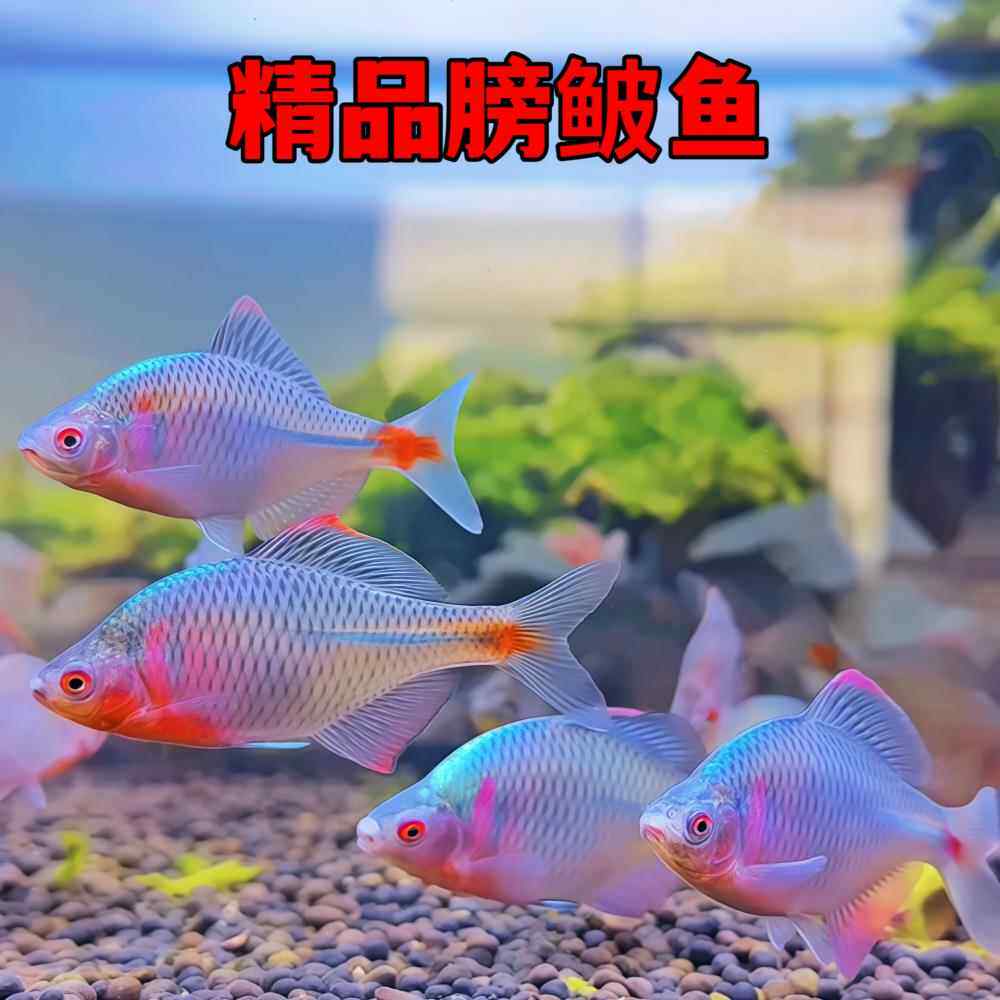 好养淡水观赏鳑鲏鱼七彩旁皮除藻冷水鱼活体小型鱼苗原生群游小鱼