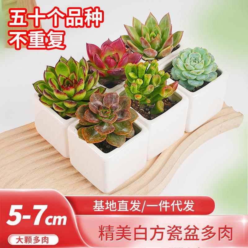 多肉植物大颗品种组合盆栽套餐肉肉植物正方形白瓷盆盆景