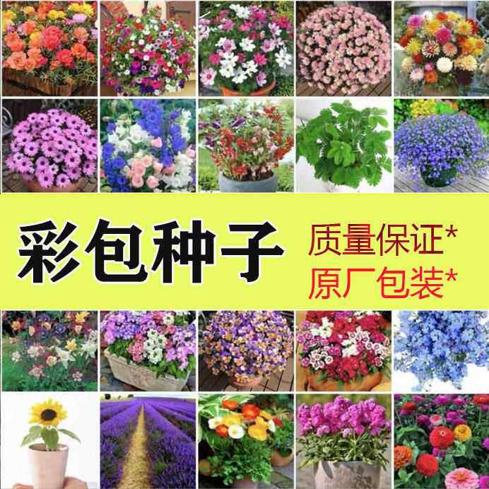 彩包种子四季土壤播种室内外阳台盆栽花卉家庭花种子葫芦薰衣草花
