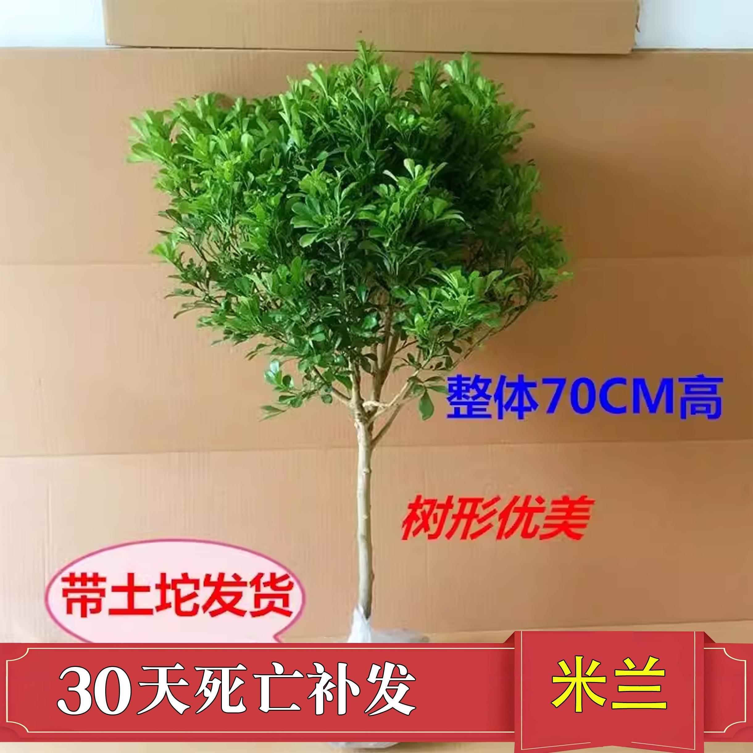 树形独杆米兰盆栽花苗四季好养的花开花不断室内香花植物净化空气-封面