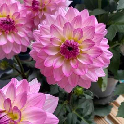 大丽花盆栽带花苞重瓣巨型进口种球特大鲜花适合室内种植室外花苗