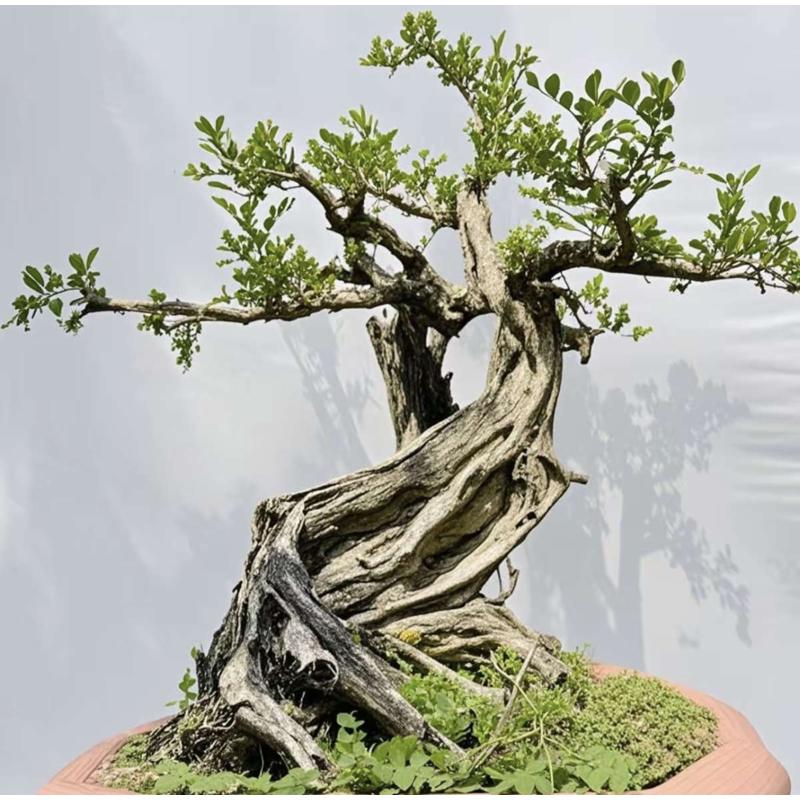 正宗九里香大小盆栽盆景树桩老桩熟桩办公室内阳台庭院绿植花卉