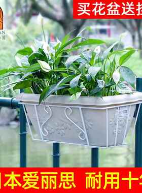 阳台种菜盆挂式长方形蔬菜种植箱栏杆挂架挂墙上壁挂花盆