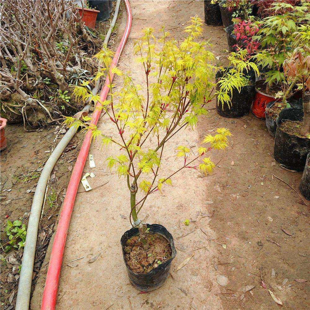 精品正宗青龙青色红色羽毛枫嫁接红枫盆栽阳台庭院办公室变色带土
