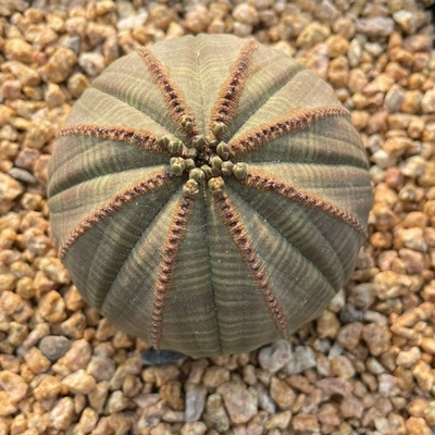 欧系布纹球新鲜到货