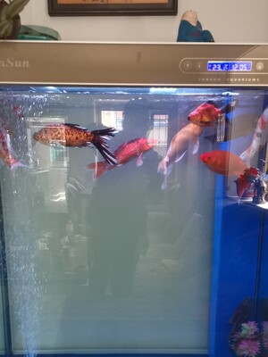 讲讲看森森鱼缸怎么样评测有如何优缺点？