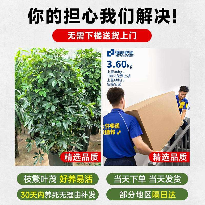 八方来财鸭脚木客厅大型盆栽招财室内吸甲醛绿植发财树七叶莲植物