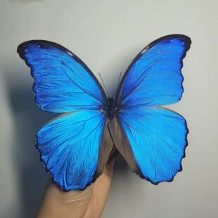 大蓝闪蝶A1展翅真蝴蝶标本相框成品展示罕见蓝色情侣原蝶礼物摆件