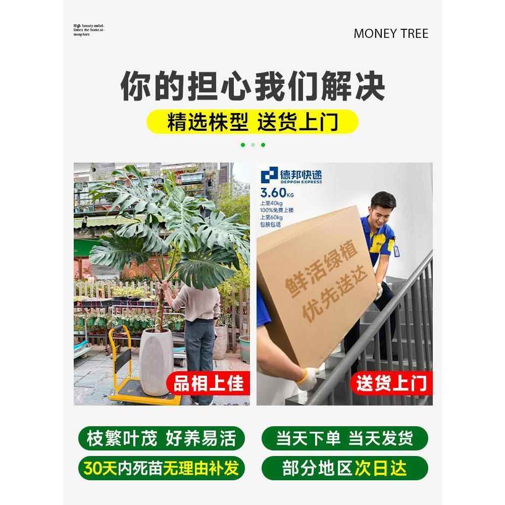 厂家龟背竹客厅大盆栽室内客厅四季常青大叶老桩植物落地大型绿植