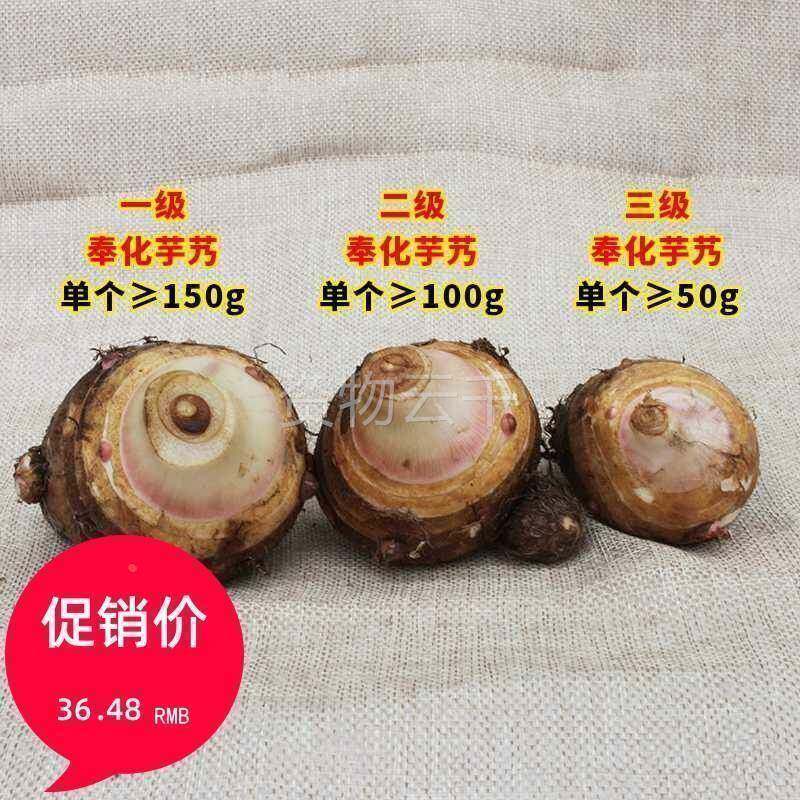 广西荔浦芋头旗舰店正宗奉化特产芋艿头小芋头5斤 非溪口新鲜农家