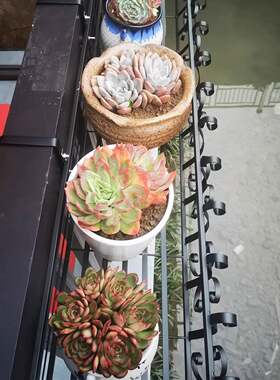 铁艺悬栏杆花架窗花台壁挂盆架护栏挂108-19式肉盆栽植物架室外围