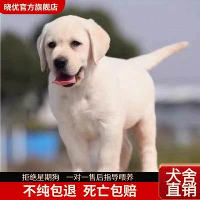 拉布拉多纯种幼犬导盲犬