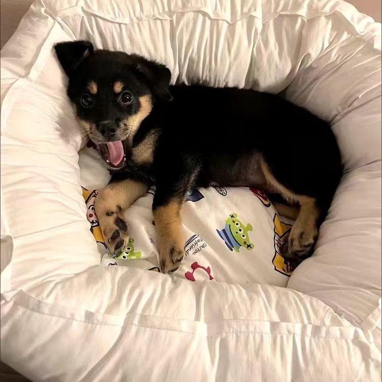 黑柴犬幼犬小黑柴犬日本宠物狗四眼狗黑豆铁包金小狗豆柴柴犬黑色