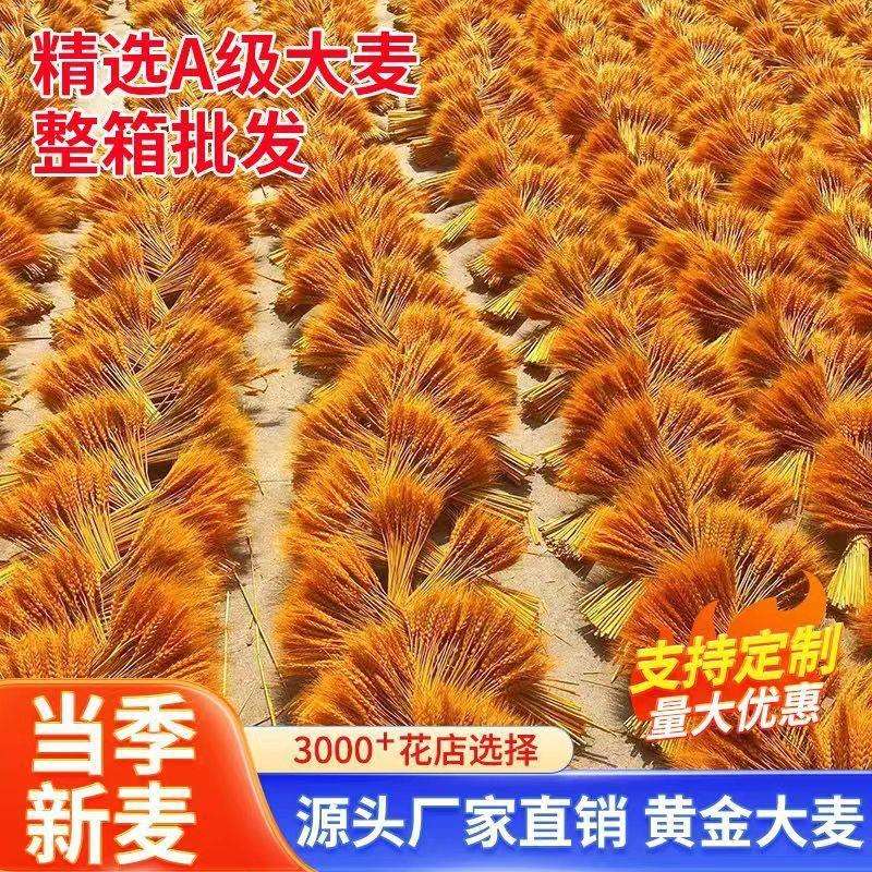 黄金麦穗干花开业大麦黄金麦穗厂家麦穗一整箱
