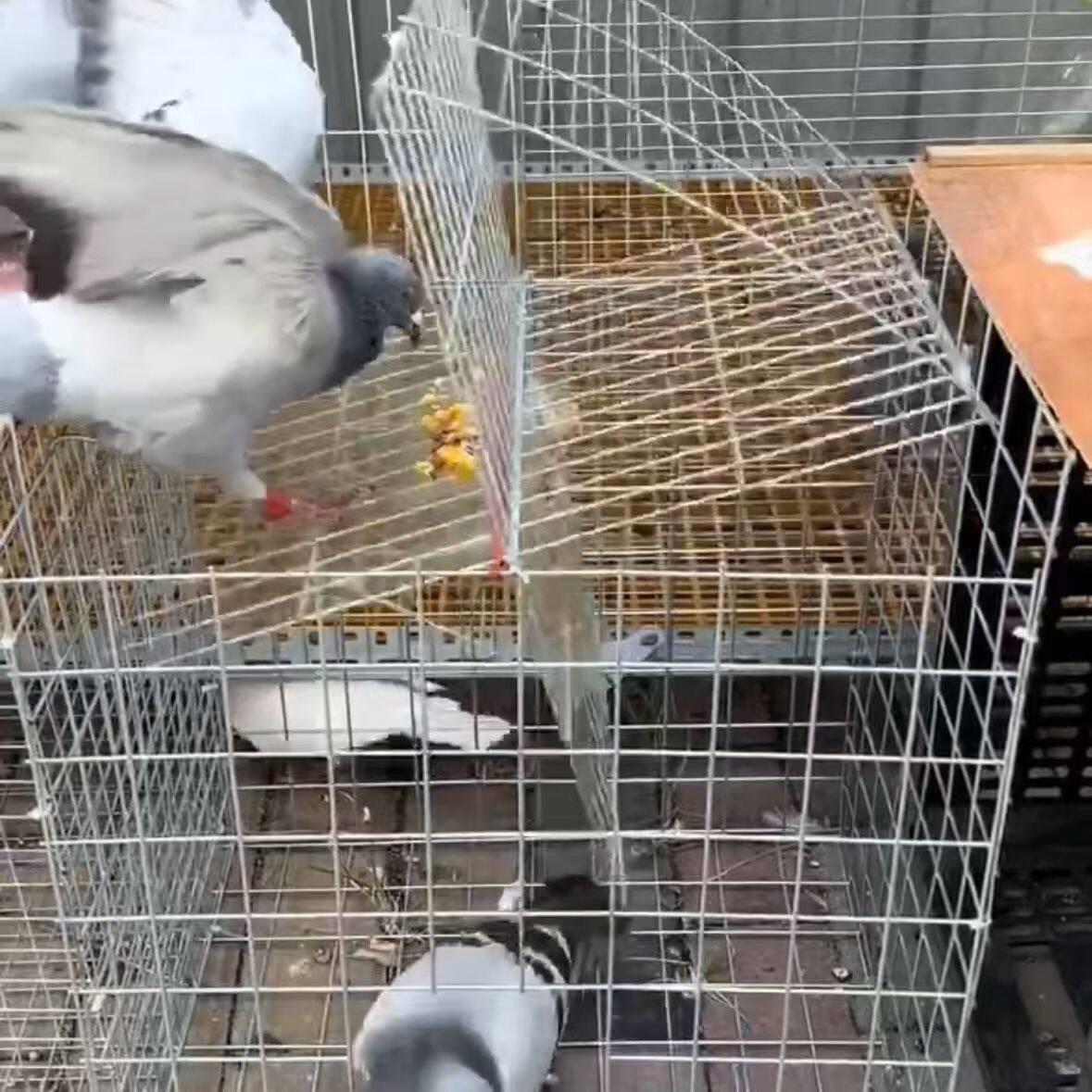 鸽子诱捕器天落笼只进不出鸽子笼加密收鸽笼活络门户外自动收鸽器