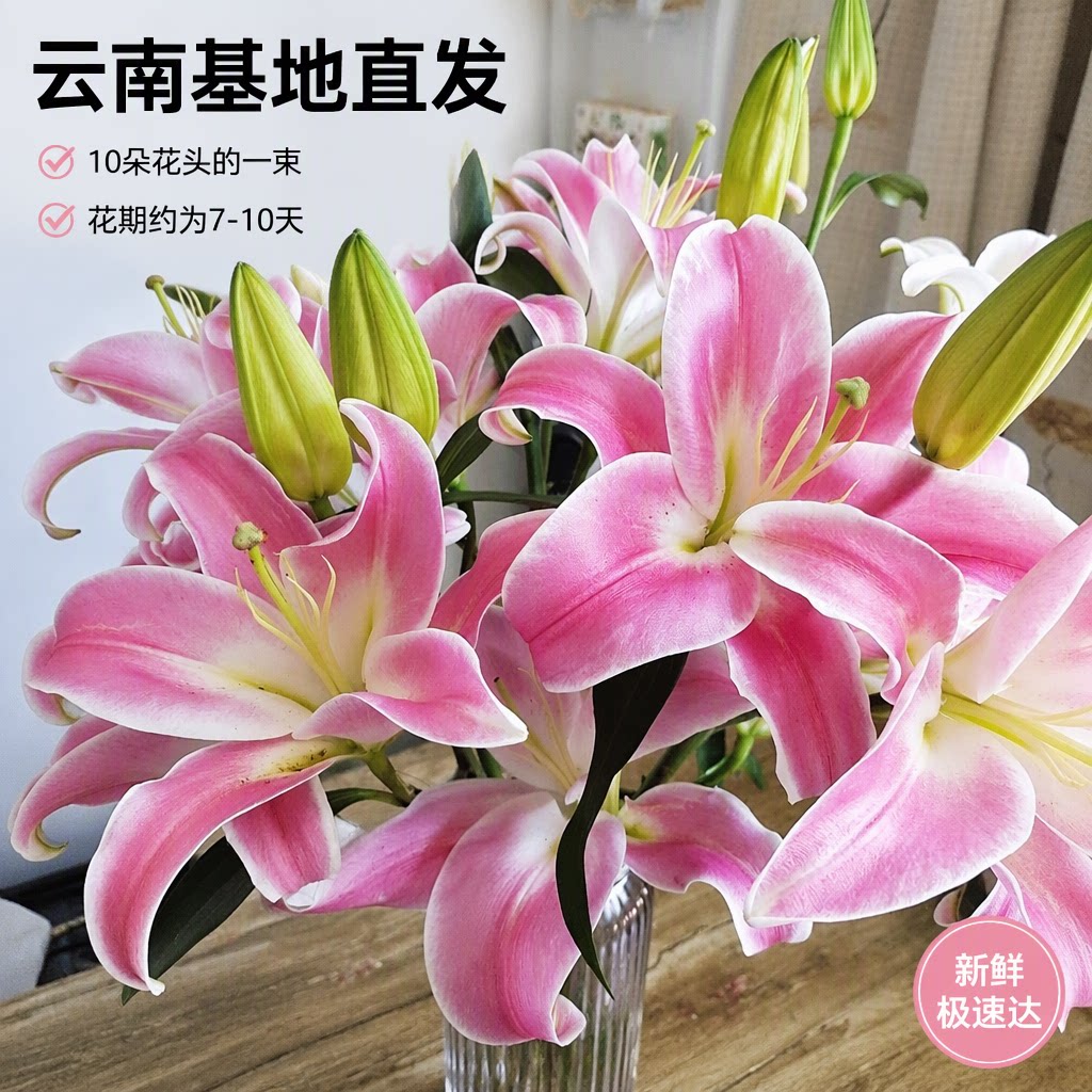 香水百合云南基地直发大花苞鲜切花客厅水养插花速递同城旗舰店