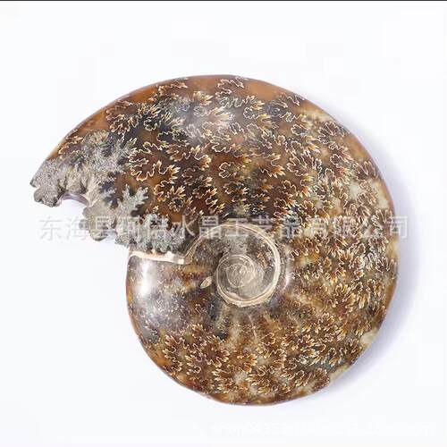 工厂直销天然优质抛光玉海螺化石用于装饰