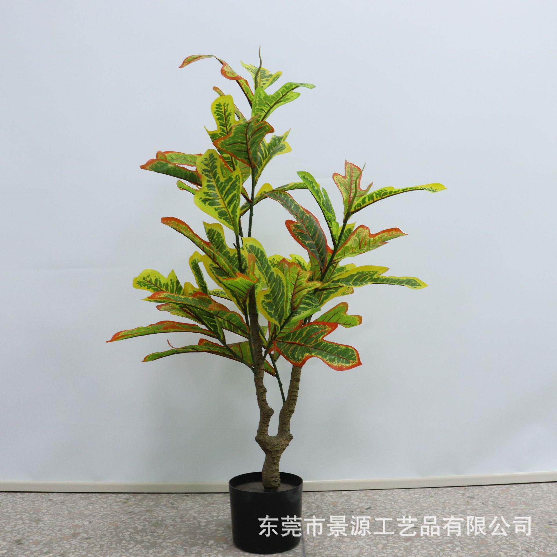 植物洒金榕树盆栽变叶木室内客厅落地变色木摆件绿植盆景家居装饰