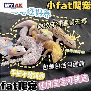 宠物活物豹纹守宫新手入门懒人可爱爬虫易养异宠小型温顺幼体