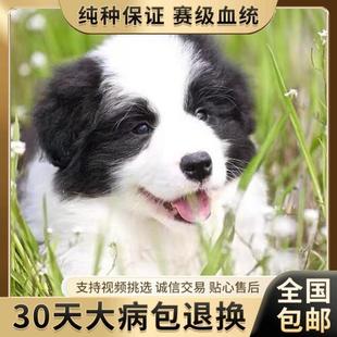 边境牧羊犬宠物狗活体双血统赛级中型犬陨石咖啡蓝陨红陨边牧幼犬