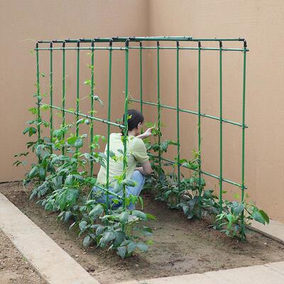 四季豆架杆黄瓜豆角蔬菜爬藤架种菜番茄西瓜支伸缩杆植物棚搭花架