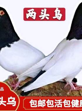 观赏鸽两头乌鸽子疆系短嘴乌头鸽子新疆乌京系两头乌鸽子活物一对