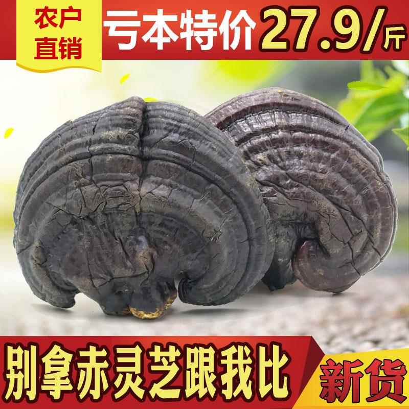 紫灵芝1斤半野生干林芝片纯天然500g整枝正品深山种植长白山灵芝